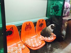 -猫咪博物馆(顶澳仔猫街店)