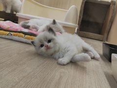 -momokira米努特·德文卷毛猫·棉花面纱犬