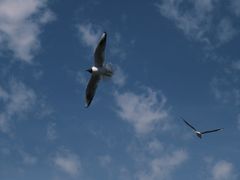 -人民防洪胜利纪念塔