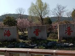 -香雪海