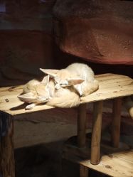 -Zoolung Zoolung动物主题公园(海信广场店)