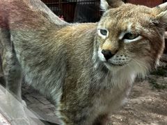 -青藏高原野生动物园