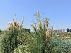 -北龙湖湿地公园