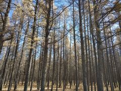 -塞罕坝国家级自然保护区