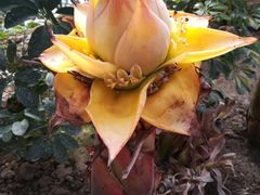 -南通洲际绿博园