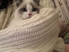 -喵zoo家庭繁育猫舍(尖东智能花园店)