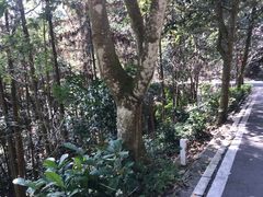 -广州市流溪河国家森林公园