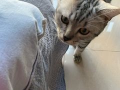 -瑞派·关忠动物医院·猫专科·犬专科(三环新城店)