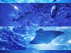-成都浩海立方海洋公园