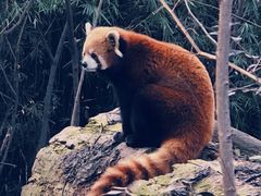 -成都大熊猫繁育研究基地