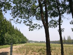 -上海长兴岛郊野公园