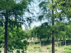 -合肥滨湖国家森林公园