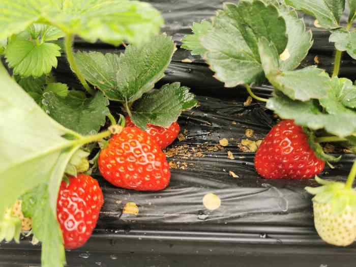 草莓苑-"去建德玩,顺路去的.草莓挺新鲜,场地不大."-大众点评移动版