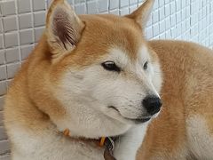 -柴务处·柴犬主题狗咖