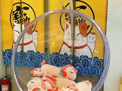 -momokira米努特·德文卷毛猫·棉花面纱犬