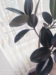 -HEYAN荷妍专业脱毛连锁机构
