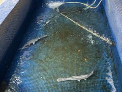 -鸿渡渔庄·特色鸭咀鱼