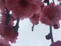 -香雪海