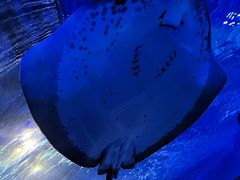 -上海海洋水族馆