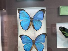 -上海昆虫博物馆