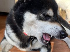 -柴犬高等学院·狗咖·柴犬售卖·宠物训练