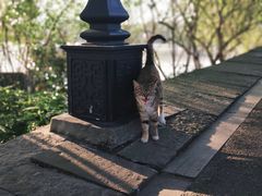 -西湖外事游船(花港观鱼码头)