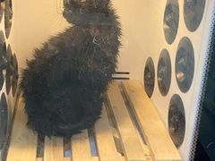 -暖阳宠物医院·犬猫康复中心·骨科