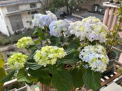 -双季花艺园艺市场(浦东店)