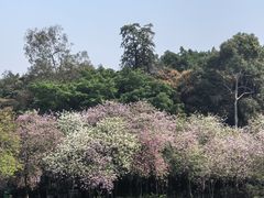 -点都德(广州白云山景区南门店)