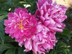 -长春公园(普阳街道)