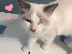 -喵的天空名猫咖啡馆·撸猫·猫舍·用品