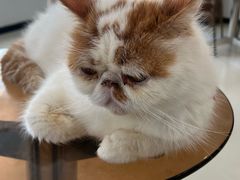 -共舞时光猫咖·狗咖(新街口店)