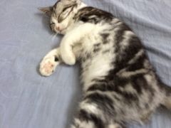 iphone_upload_pic-Bastet sally猫舍购宠(静安店)