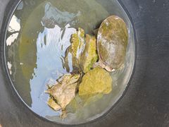 -苏渝汇重庆江湖菜(桐泾公园店)