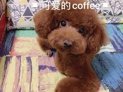 -创凡宠物医院·骨专科  猫科中心(西乡分院)