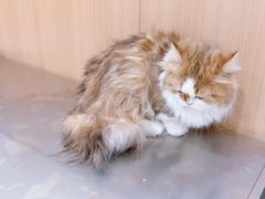 -米苏动物医院·犬猫专科·骨科外科内窥镜