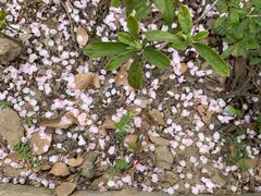 景点-高东镇樱花园