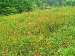 -桤木河湿地公园