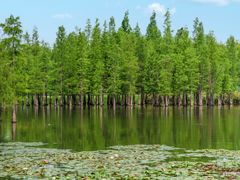 -白鹭湾湿地公园
