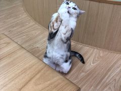 -猫和宫(六道口店)