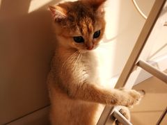-猫大福·Fortune Cat猫舍(百子湾店)