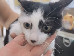 -爱侣宠医·鹦鹉专科·小型哺乳类·异宠专科(灵石路店)