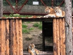 -横道河子东北虎林园
