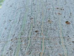 -深圳市人才园(深南大道店)