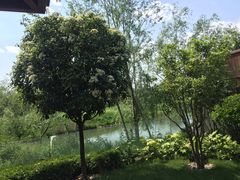 -思念果岭悦温泉