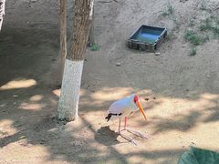 -西霞口神雕山野生动物世界