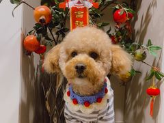 -艾贝尔宠物医院 ·内科全科(梁溪路店)