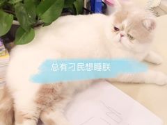 -爱侣宠医·鹦鹉专科·小型哺乳类·异宠专科(灵石路店)