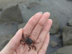 -上海滨江森林公园