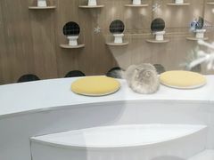 -COLOR PETS 撸猫馆·购猫·猫咖(长风大悦城店)